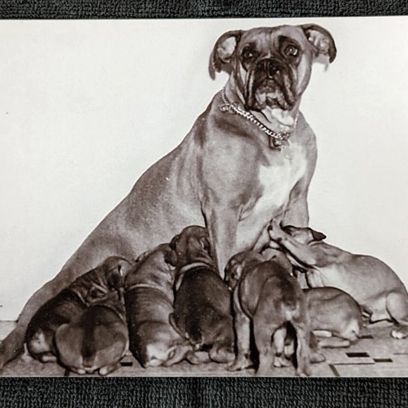 20% OFF Vintage Pet Photograph – Lucky-the-Boxer – c 1957 - Picture 6 of 7